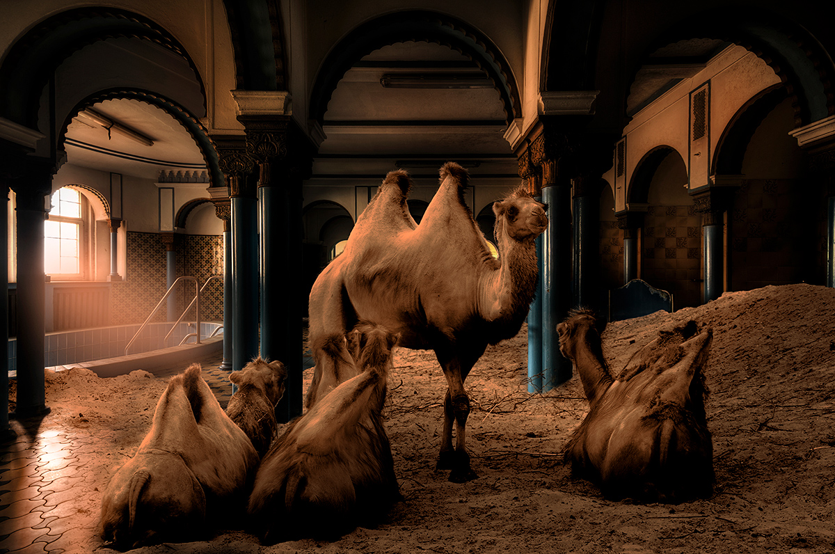 Camel Spa