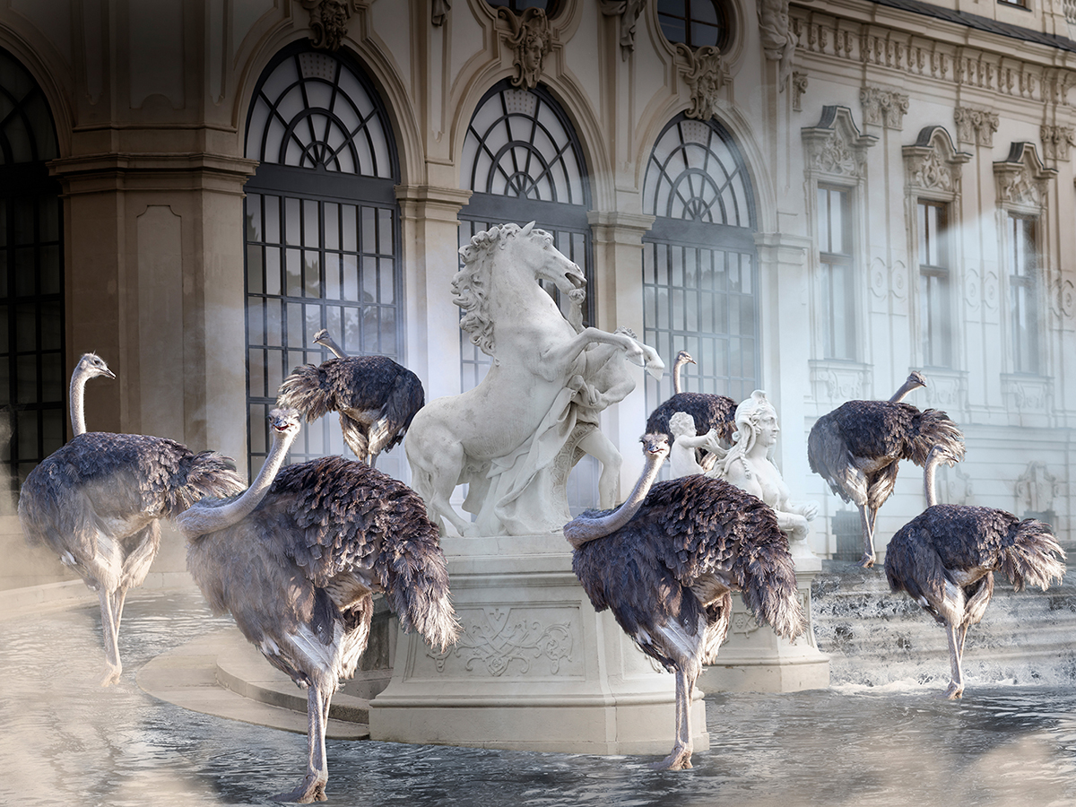 ostrich ballet