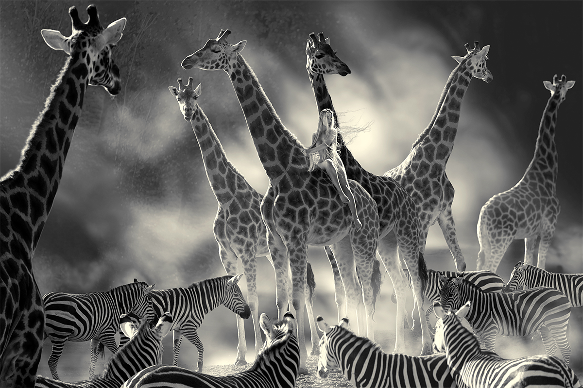 riding giraffe