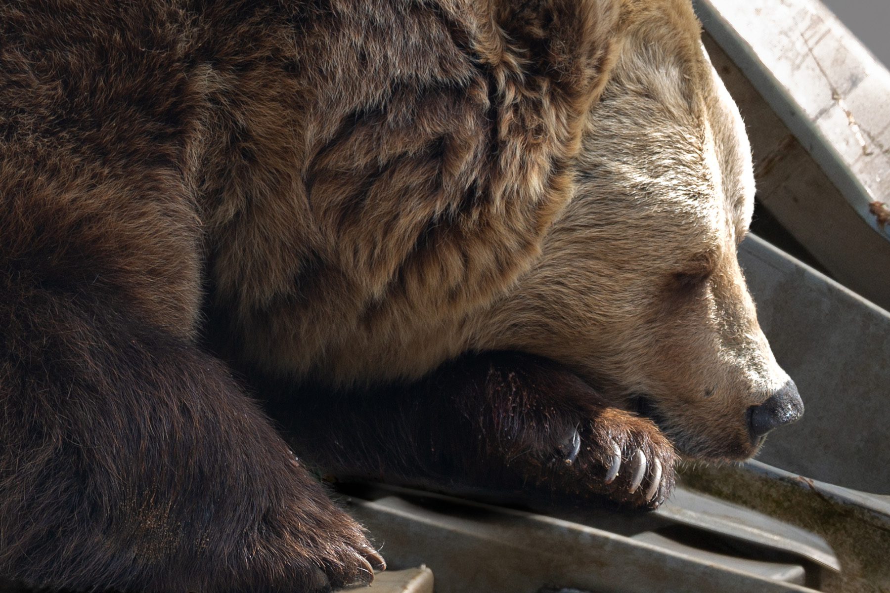 brown bear closeup