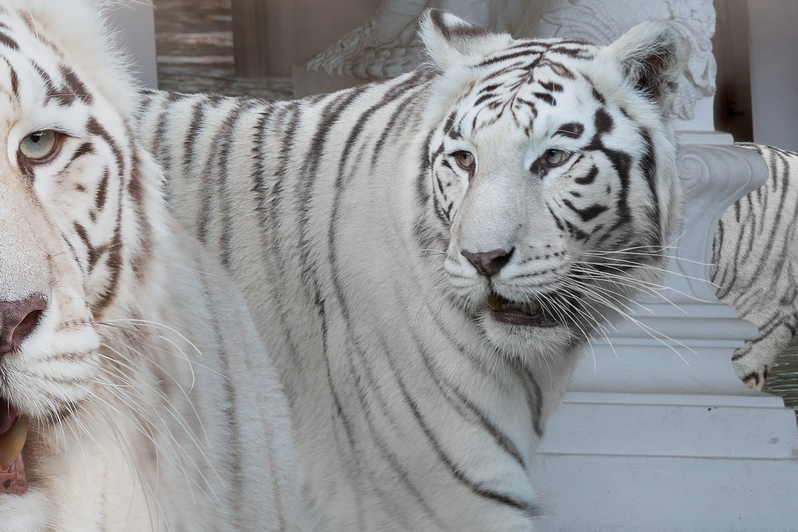 white tigers detail