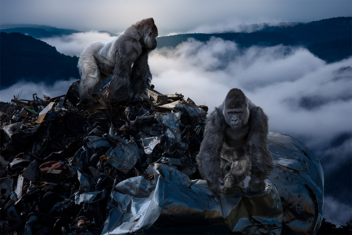 Silverback Gorillas on a dump