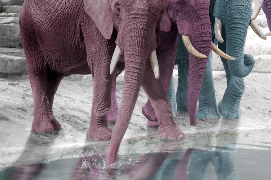 pastel elephants close up