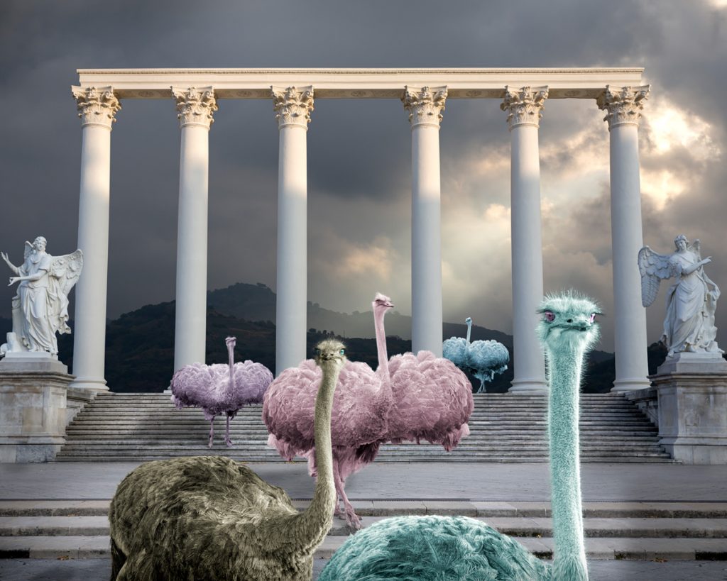 pastel ostriches like ballerinas