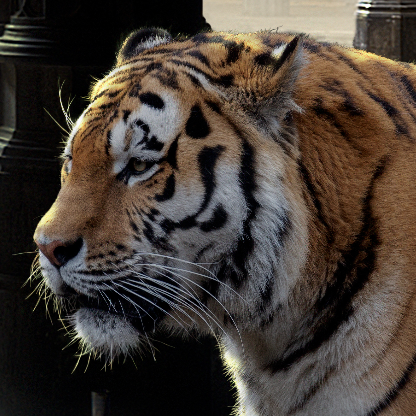 detail bengal tiger by cheraine collette