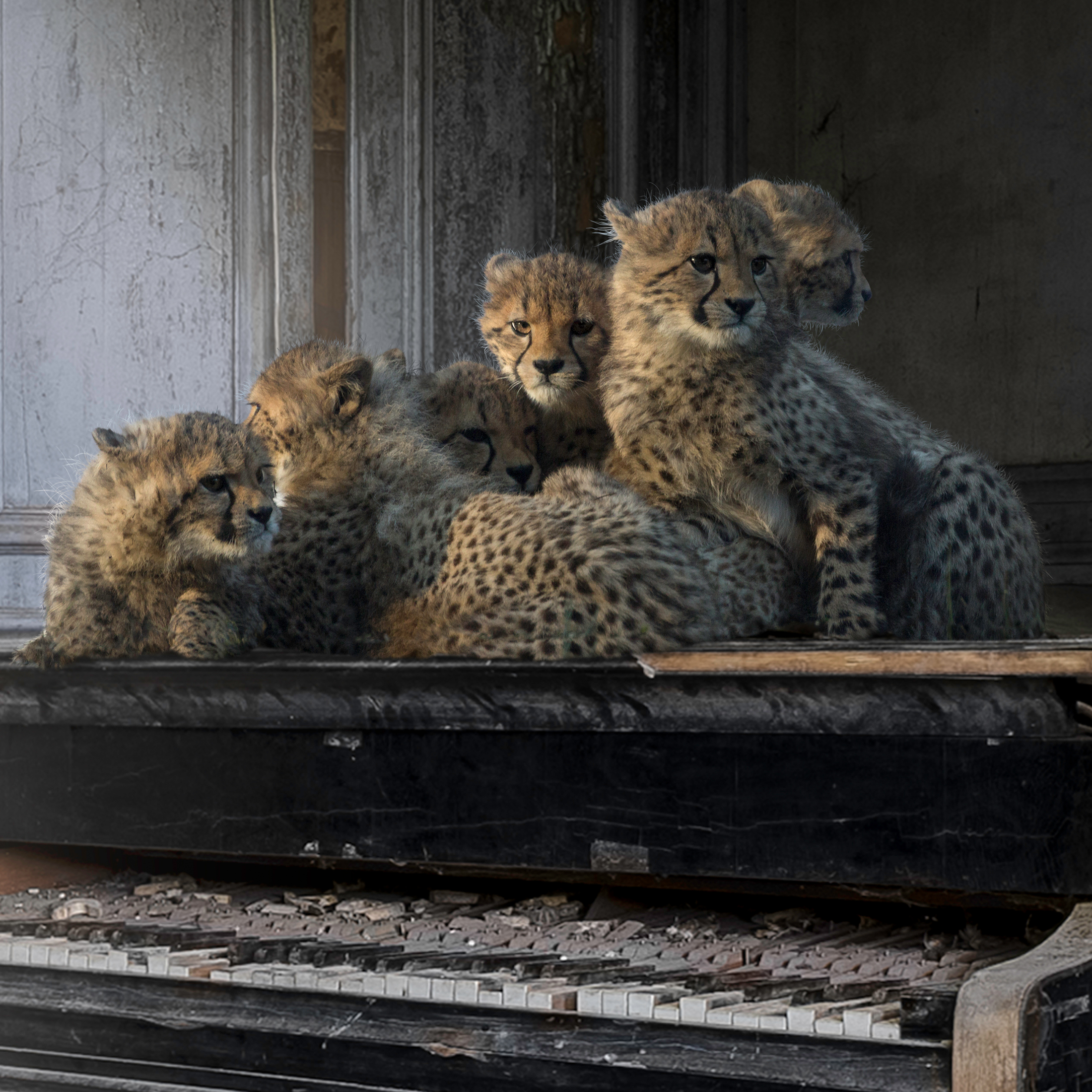 orchestra of life detail of cheetah cubs sitting on a piano