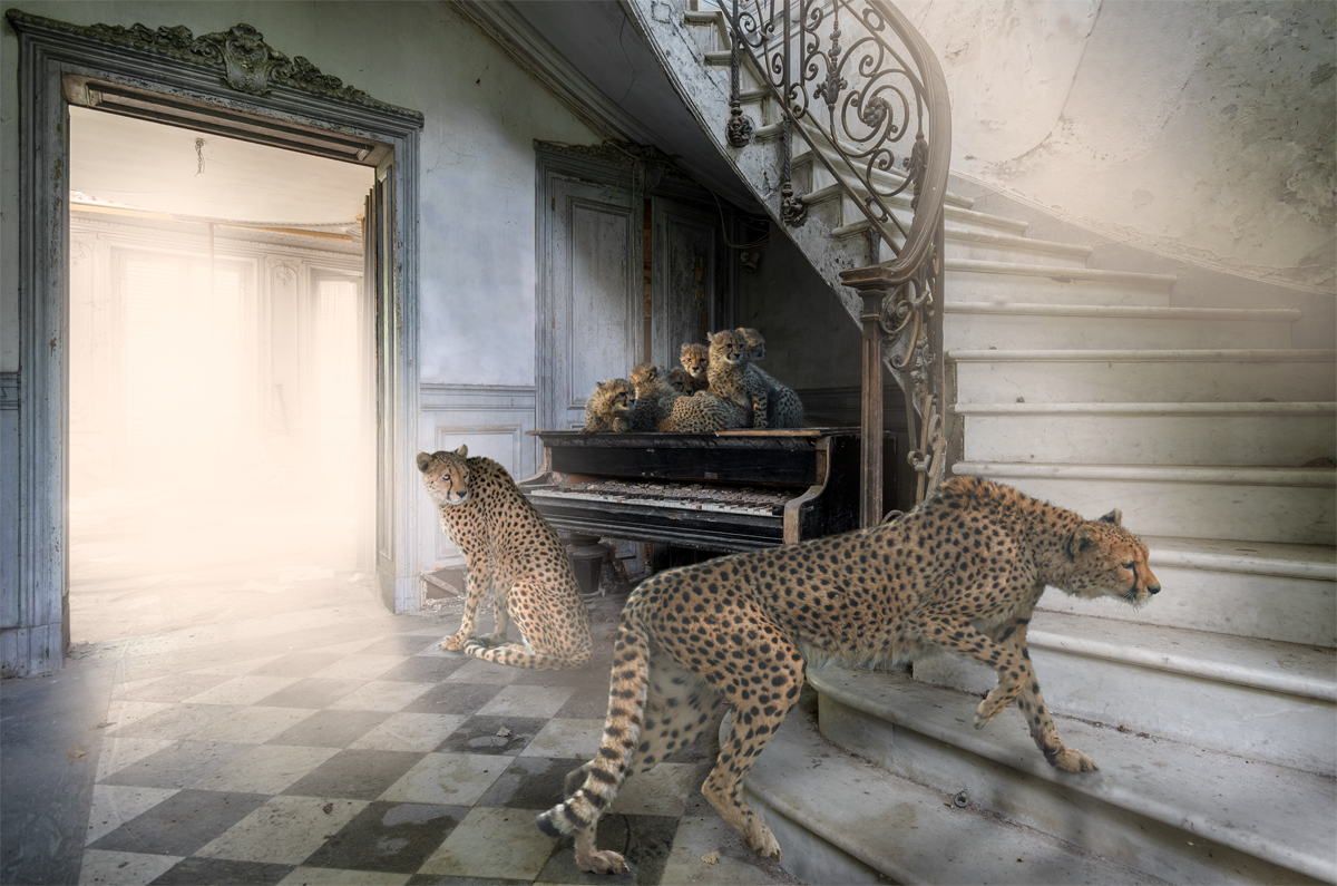 Cheetahs in an abandoned mansion with piano and a staircase