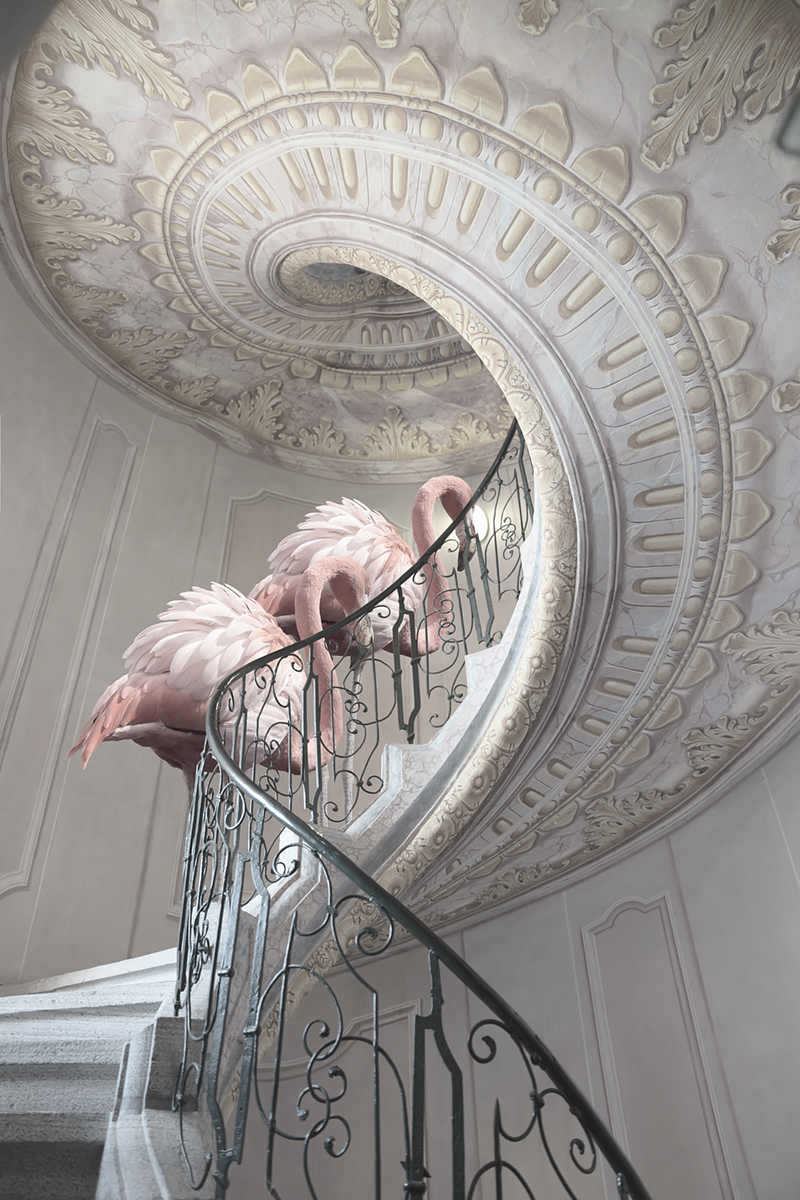 Two Flamingos and stairs