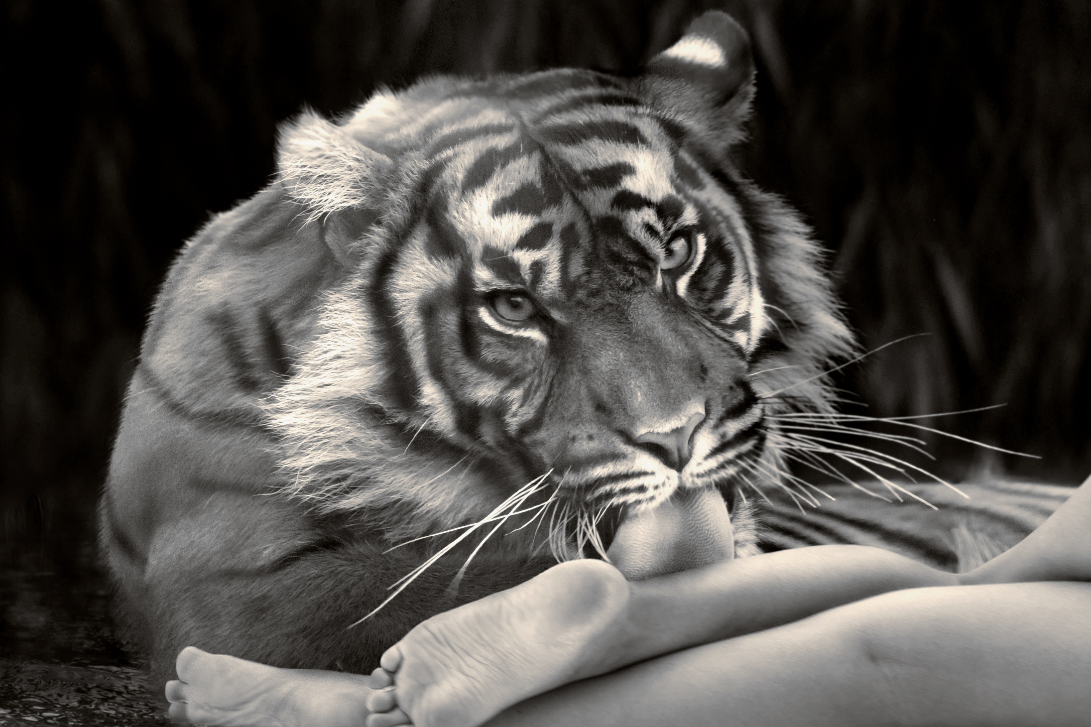 tiger licking and grooming a woman's leg