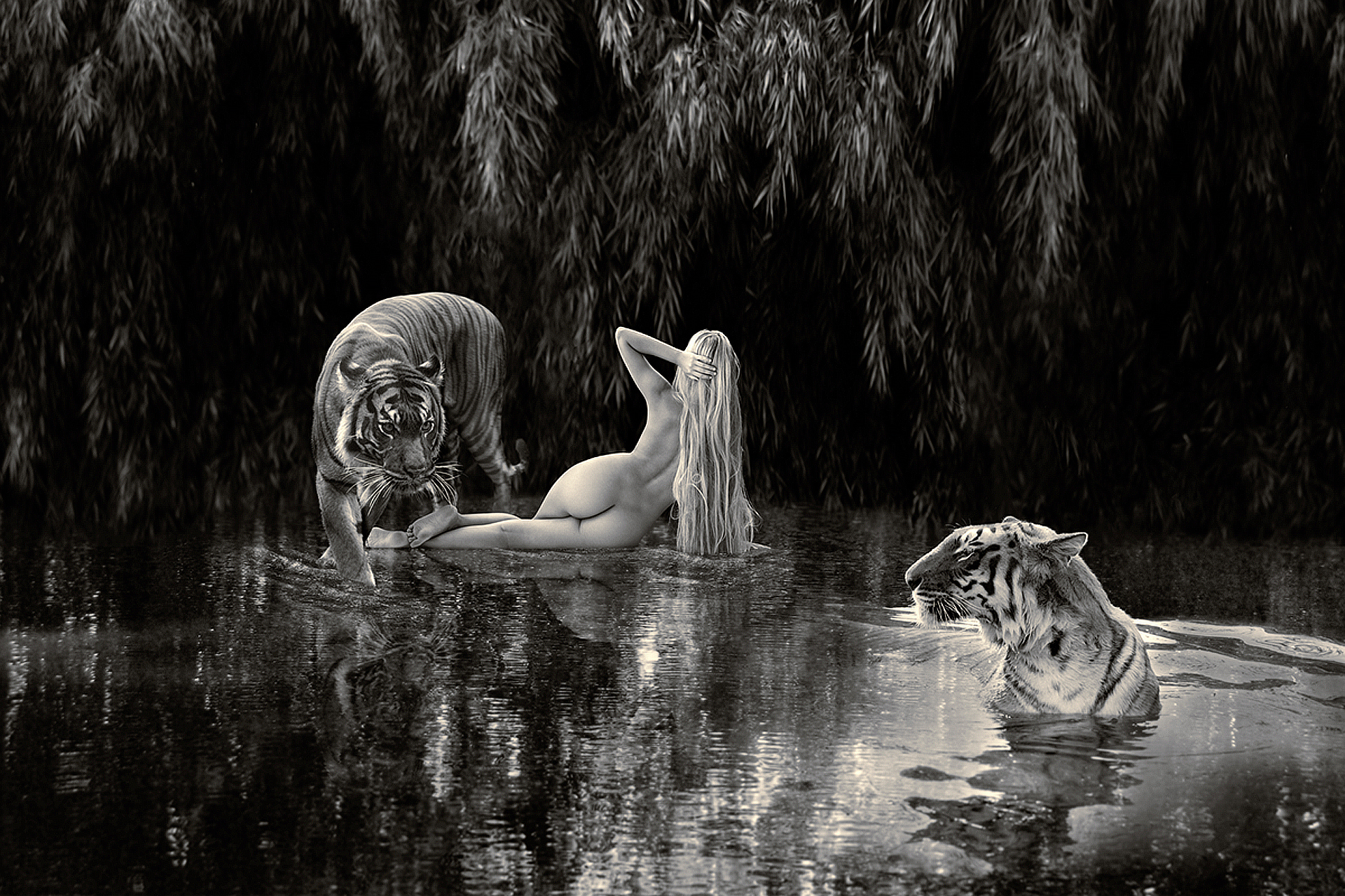 tigers bathing with a woman