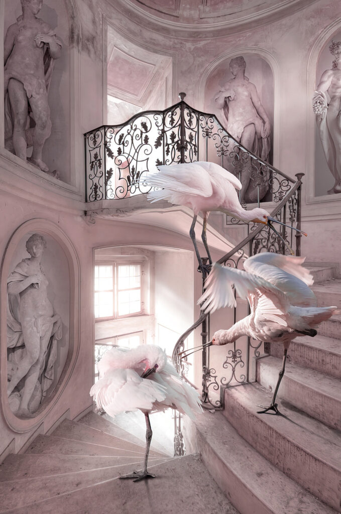 Roseate spoonbills