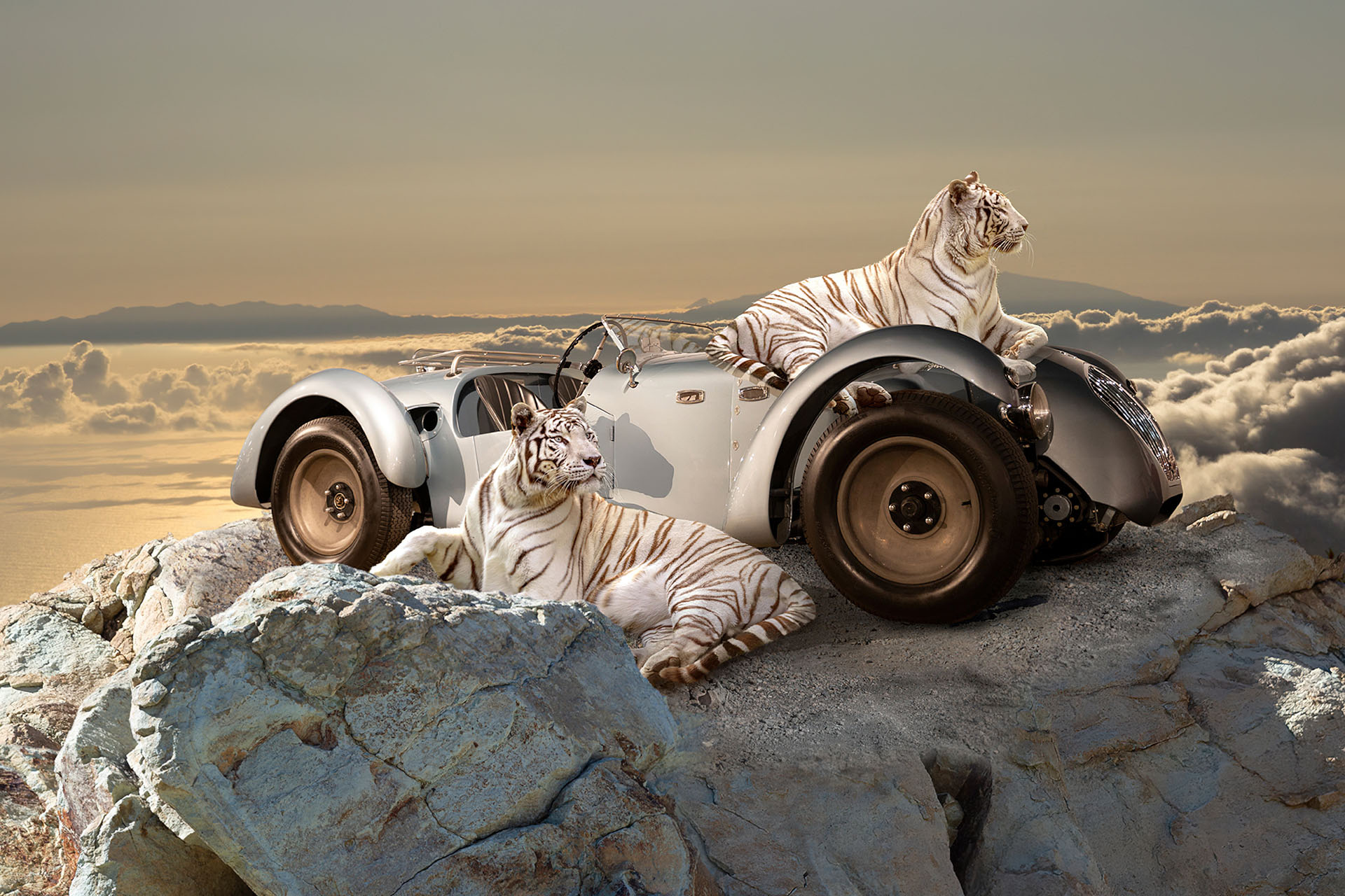 Healey silverstone briggs cunning 1949 with white tigers on a cliff above the clouds