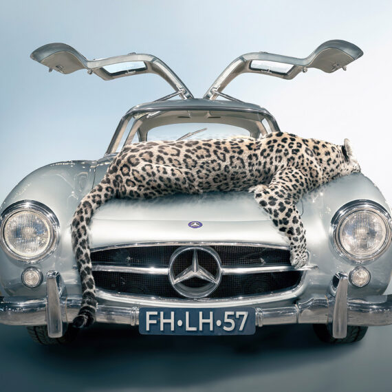 mercedes benz 300sl gullwing with a leopard lying on the hood