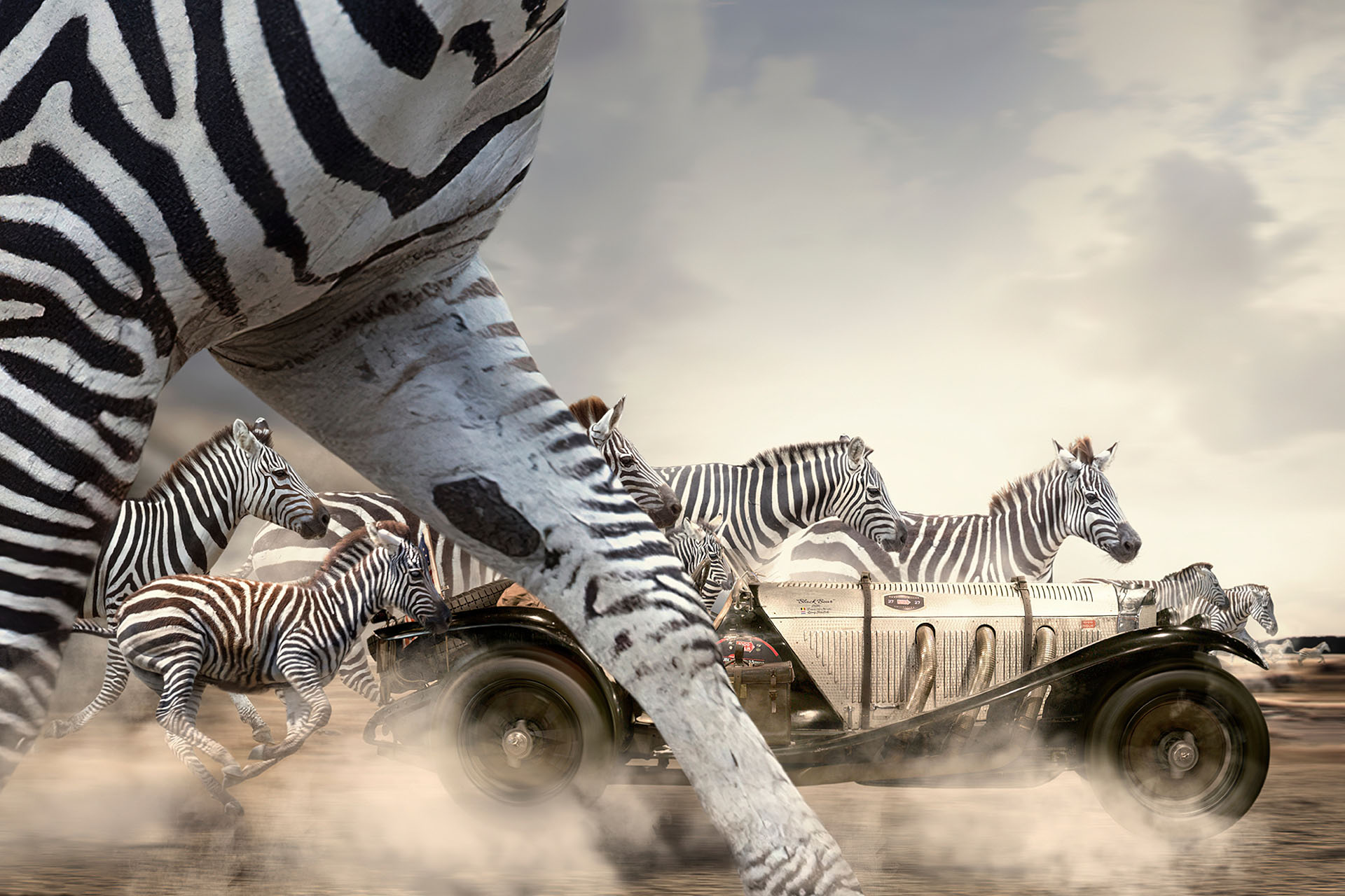 mercedes benz ssk black bear 1929 with running zebras